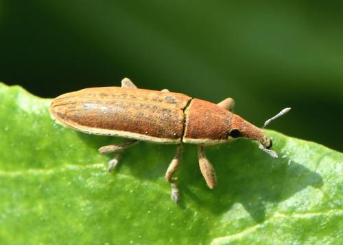 Lixus sp.